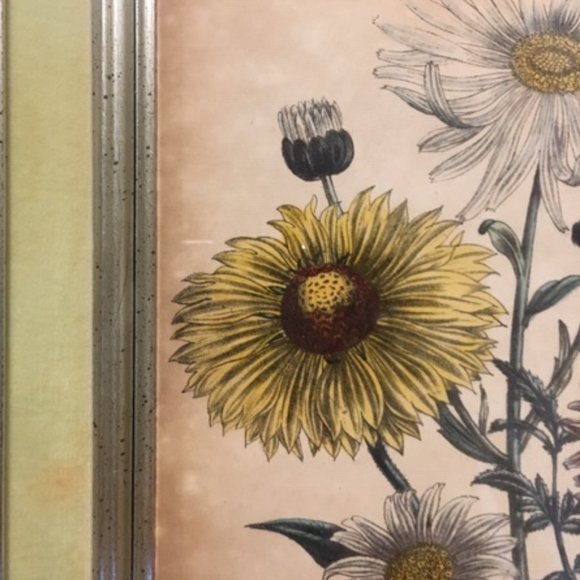 1840 Antique Botanical Yellow Print Framed by Jane Loudon Hand Colored Victorian - Picture 10 of 11